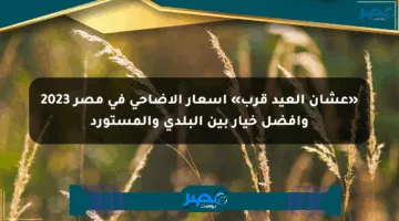 «عشان العيد قرب» اسعار الأضاحي في مصر 2023 وأفضل خيار بين البلدي والمستورد